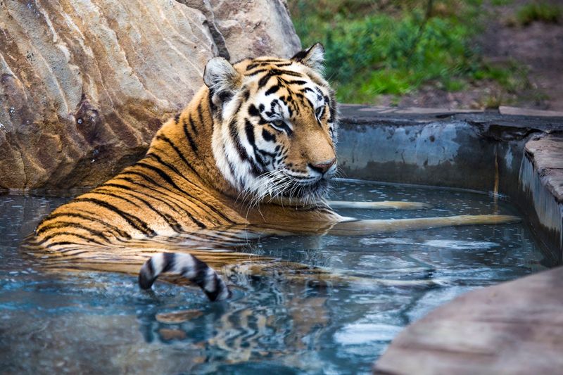 The Rescue Mission Behind Every Animal at Catty Shack Ranch