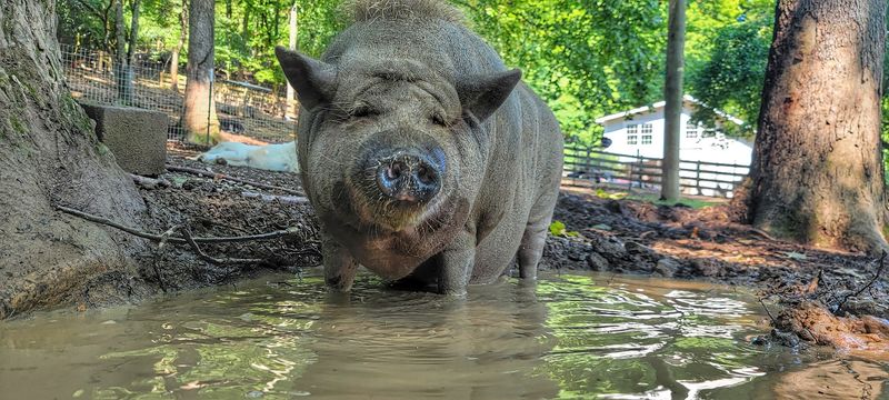 How to plan your visit to Piccolo Farms