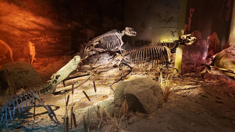 The Surprising Creatures That Once Roamed This Region