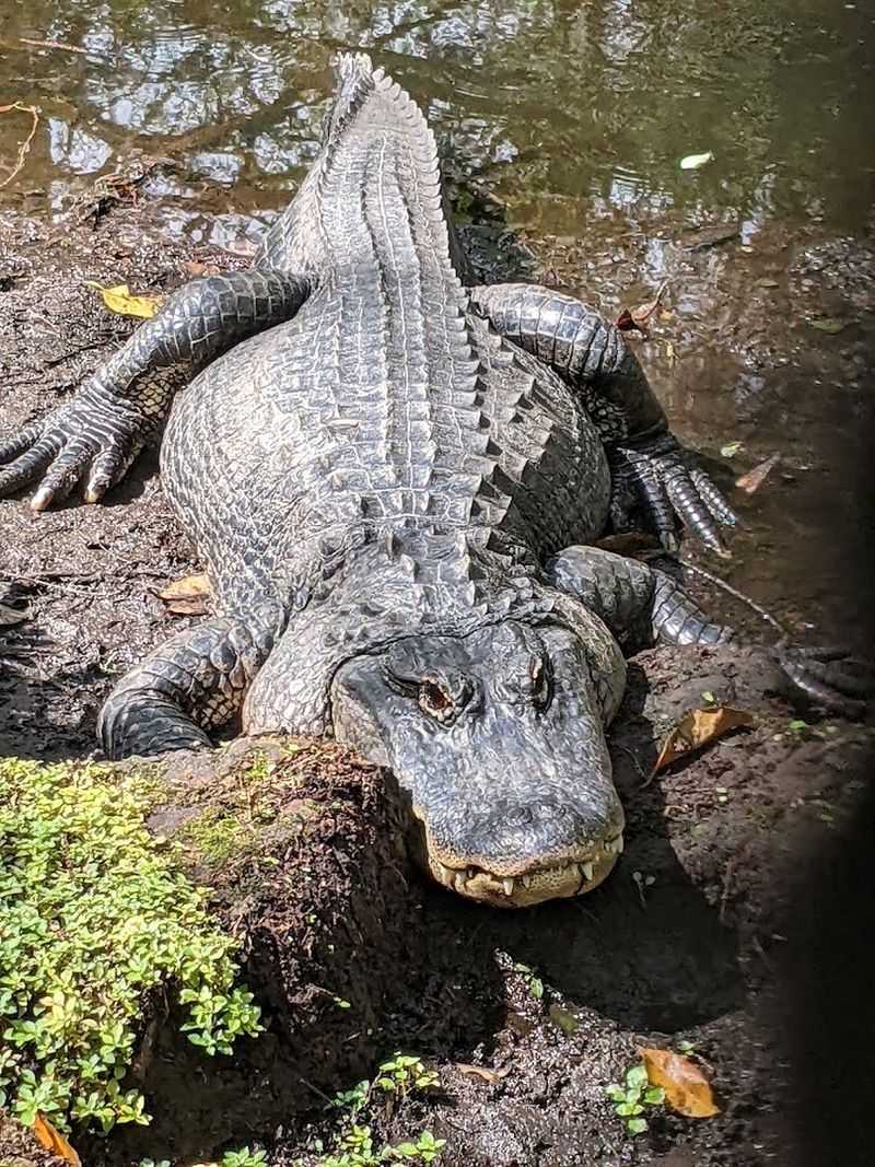 Meet Freddy, The Queen Alligator With Royal Attitude