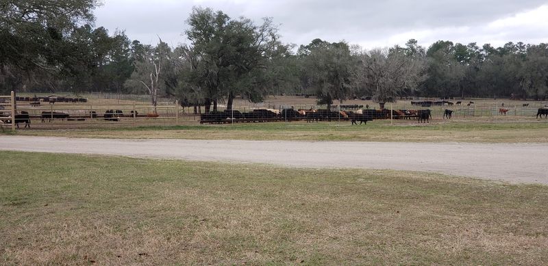Florida Cracker Cowboy Cattle Drives