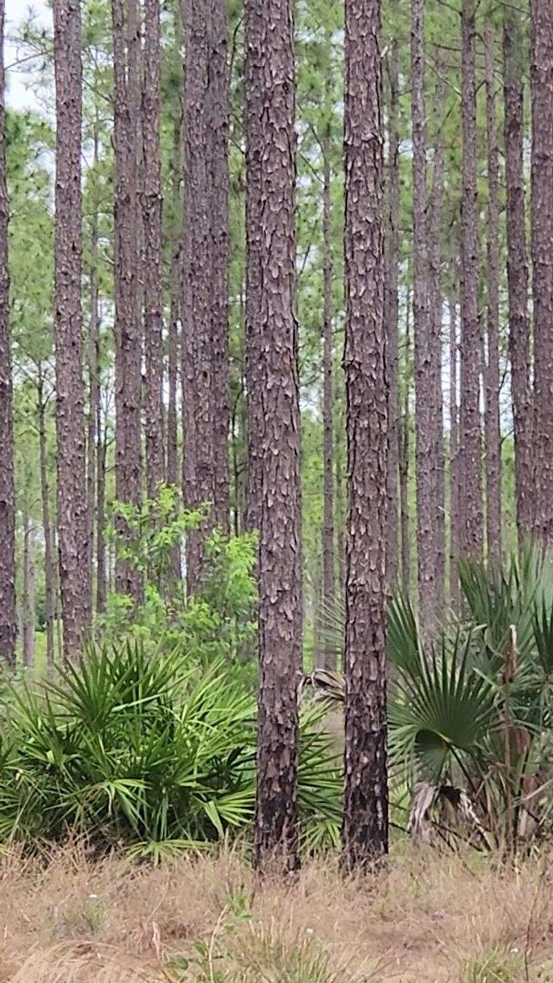 Wildlife Watching Done Right