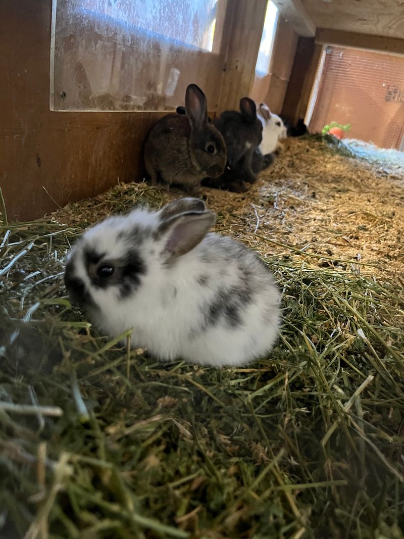 Cuddle Baby Bunnies