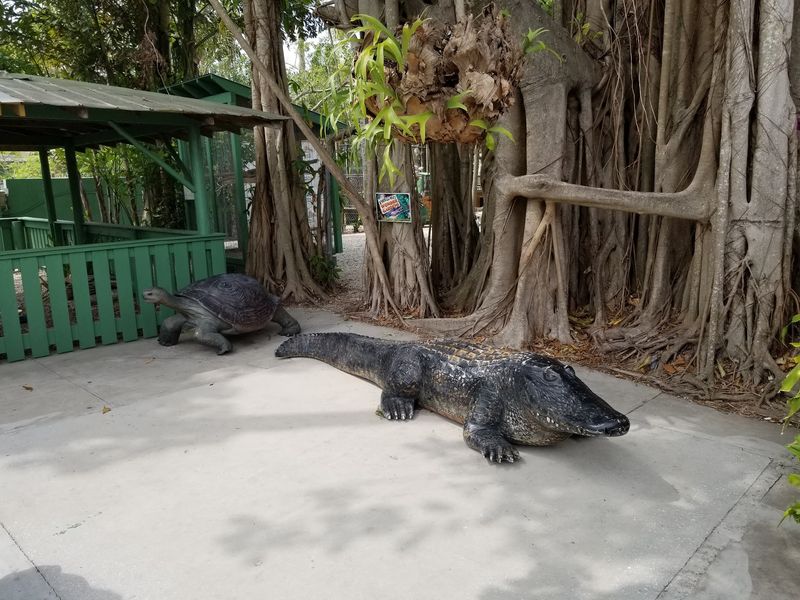Alligators and Turtles Up Close