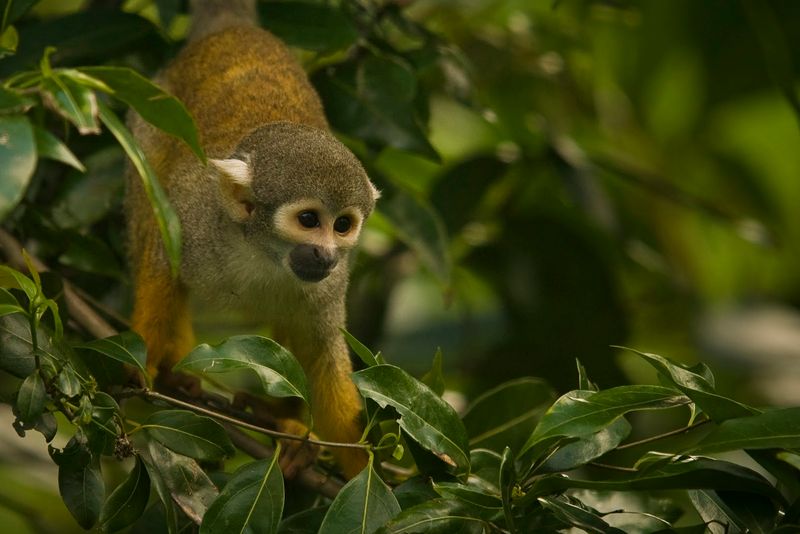 Monkey Jungle (Miami)