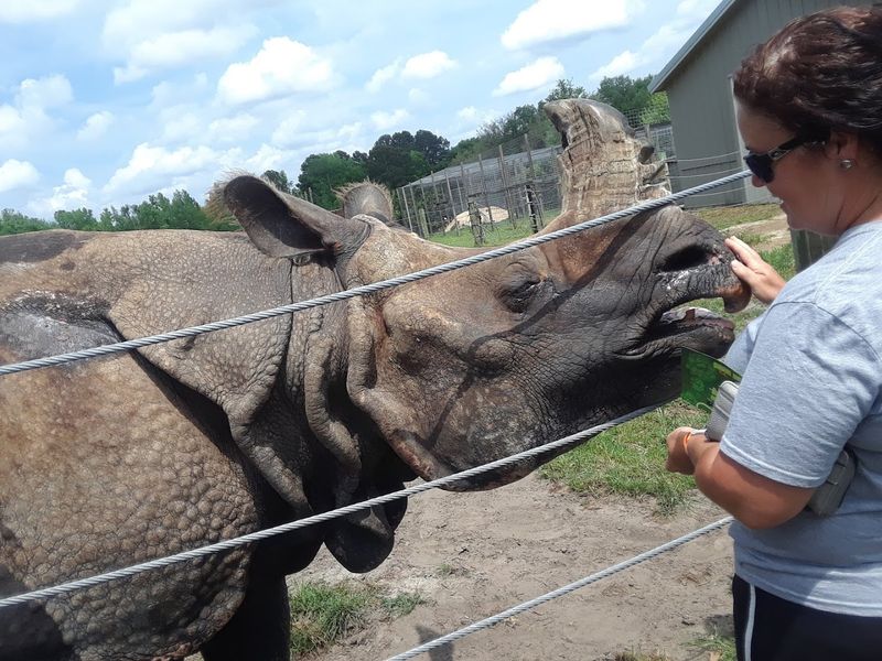 Henry the Record-Breaking Rhino
