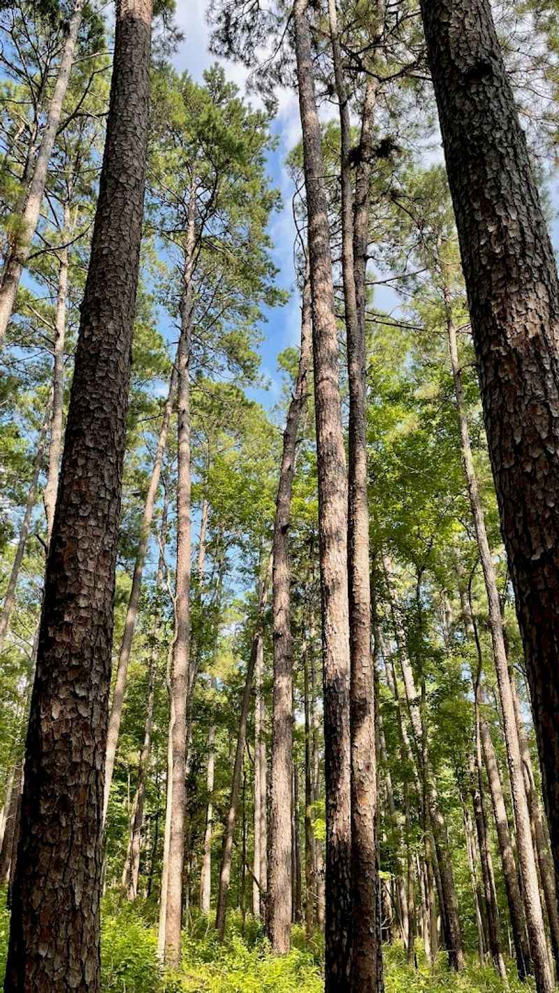Miles of Towering Loblolly Pines
