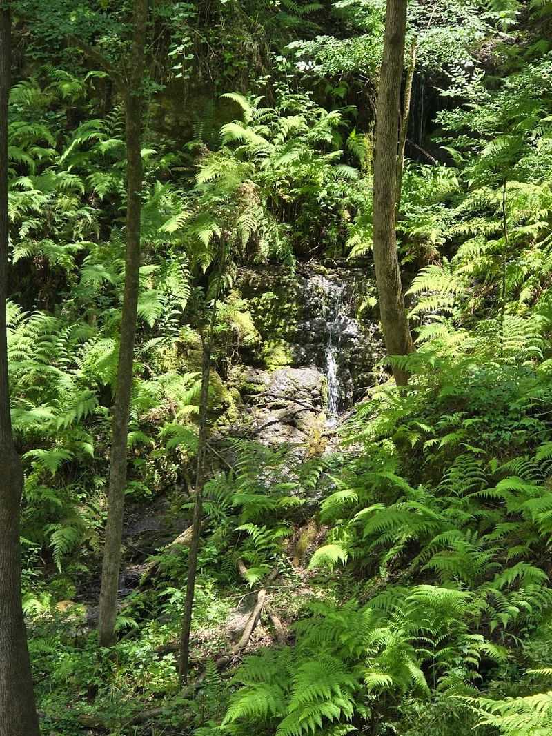 Mini Rainforest Microclimate