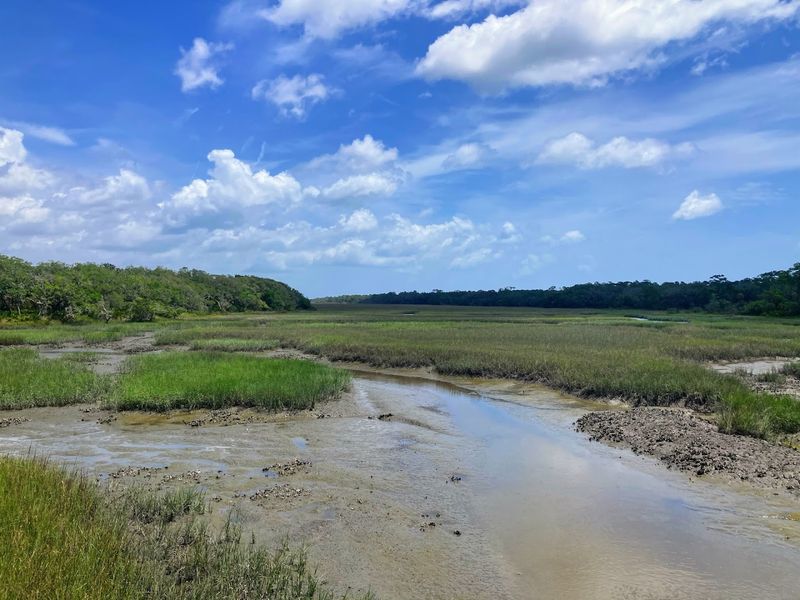 Wildflowers and Natural Florida Beauty
