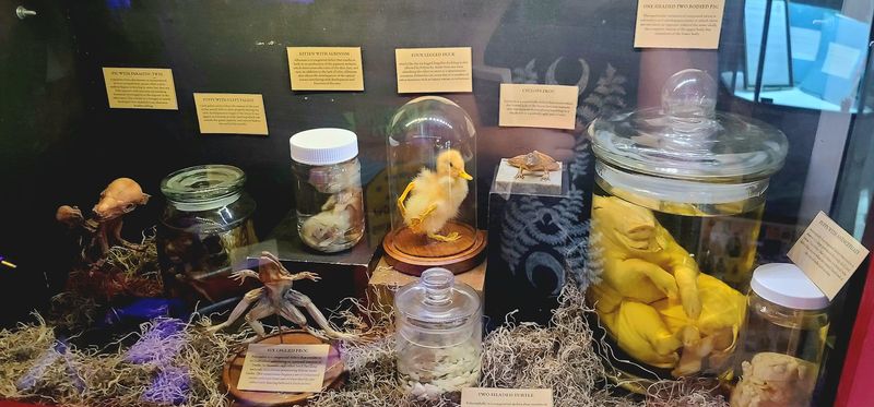 Taxidermy and Biological Specimens Done Respectfully