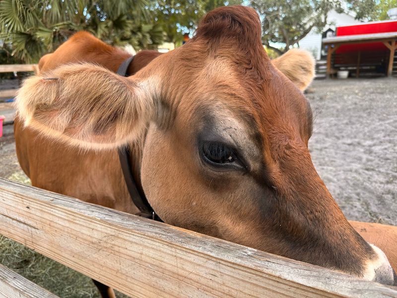 Milk a Cow and Collect Eggs
