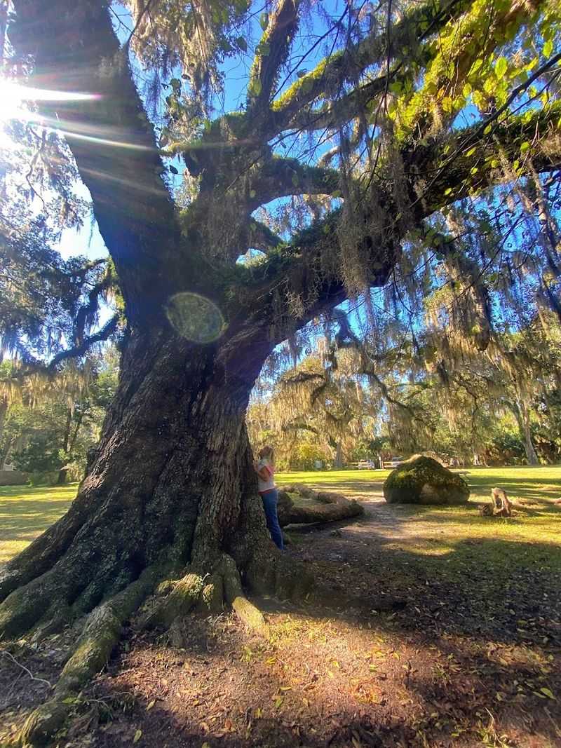 Tomoka State Park Connection and Ancient Oak