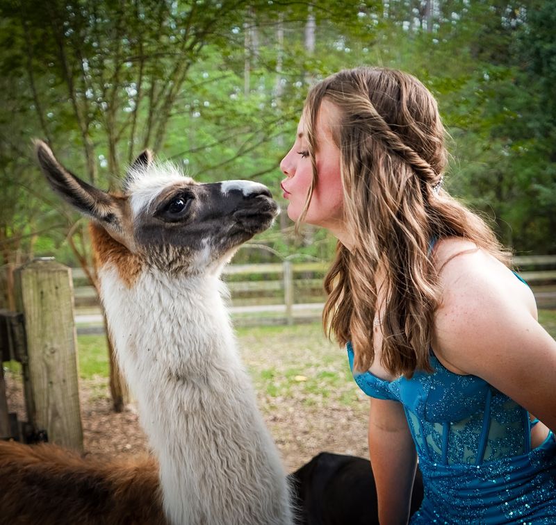 Ollie the Llama Has Zero Personal Space