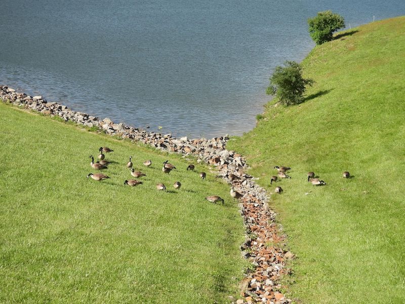 Wildlife Watching and Birding Loops