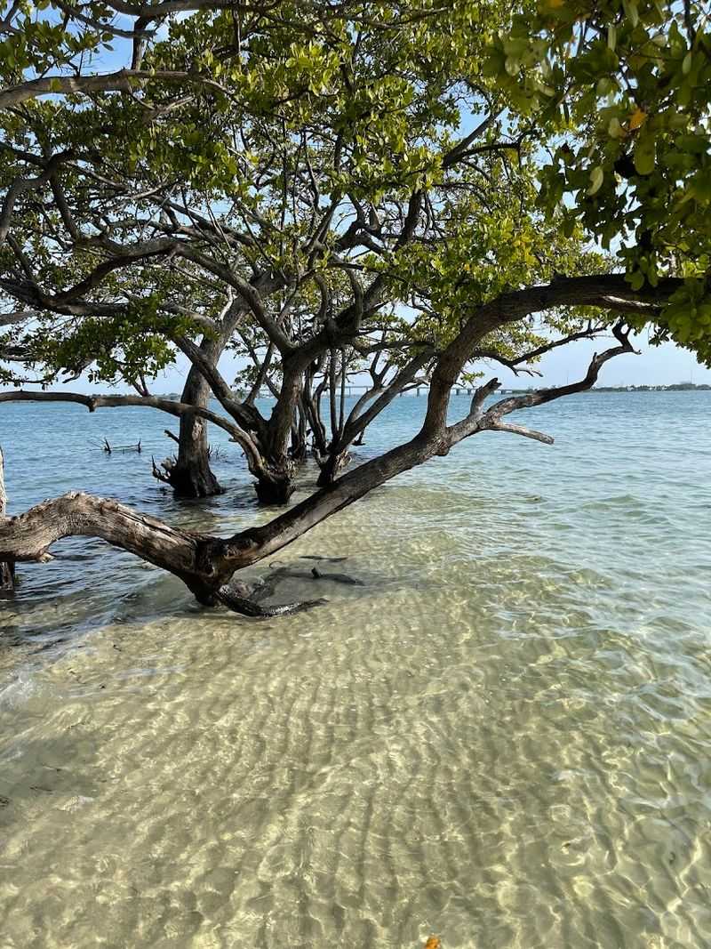 Shallow Waters and Sandy Shores