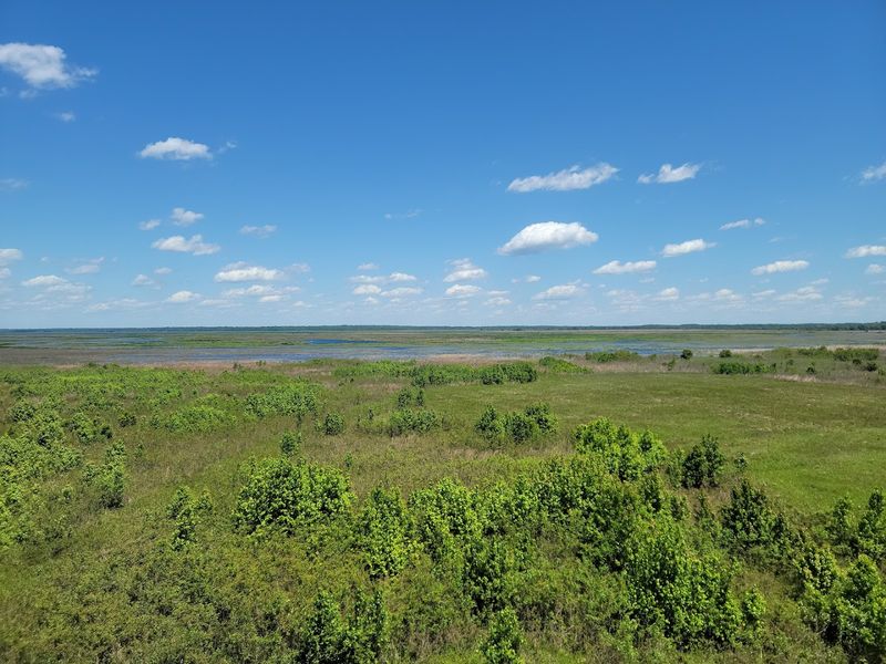 Open Prairie Habitat Mimics Natural Crane Environments