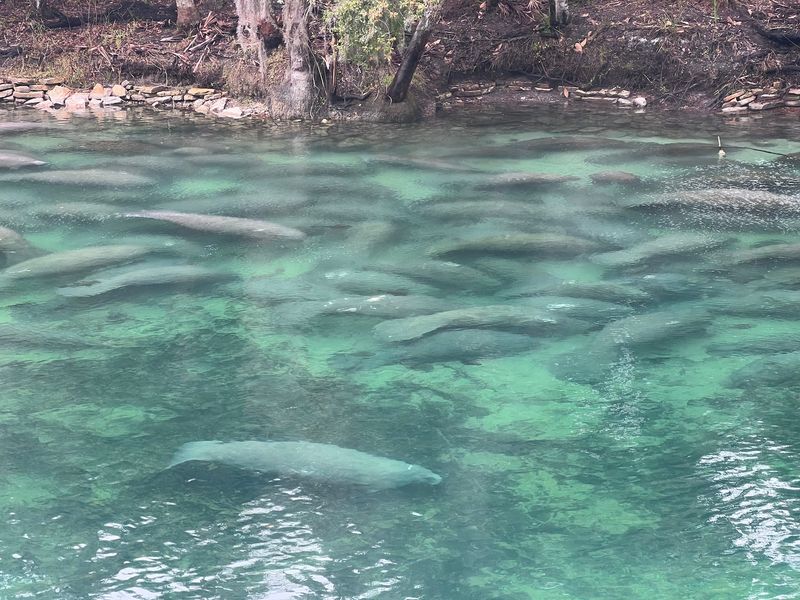 Blue Spring State Park (Orange City)