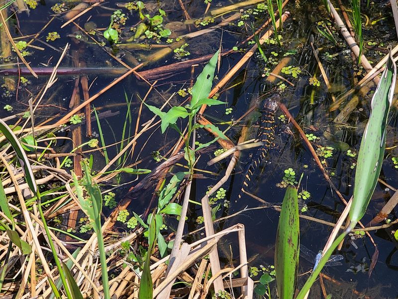 Alligators Own These Waters