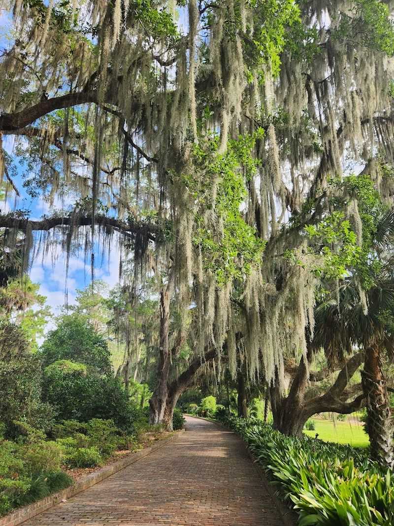 Spanish Moss and Live Oaks
