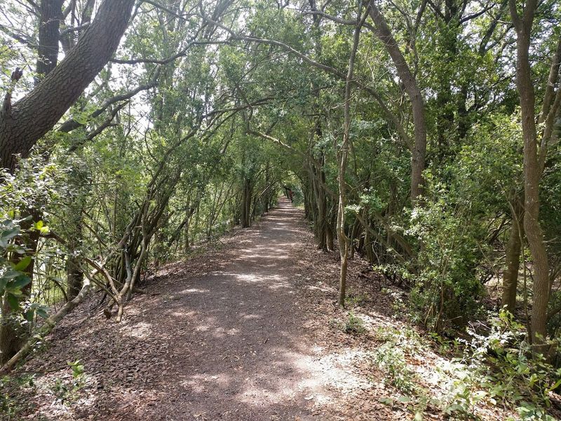 Ground-Level Trails Through Shaded Woodlands