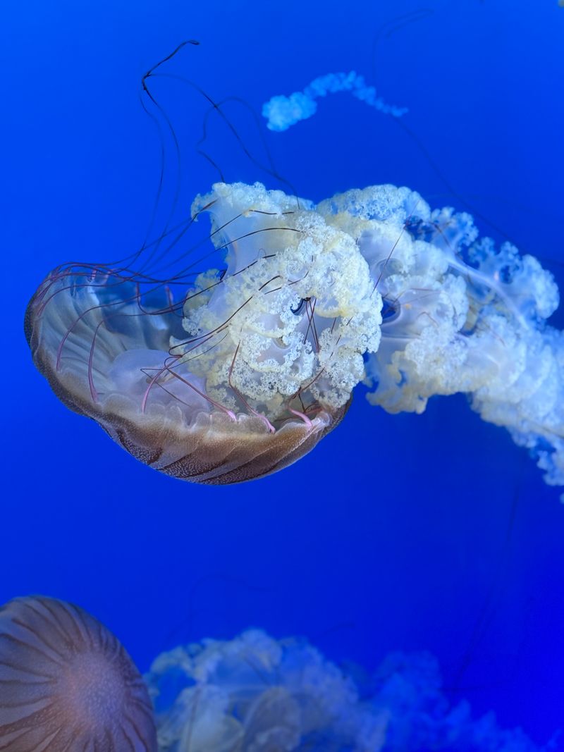 Jellies, Octopus, and Deep-Sea Wonders