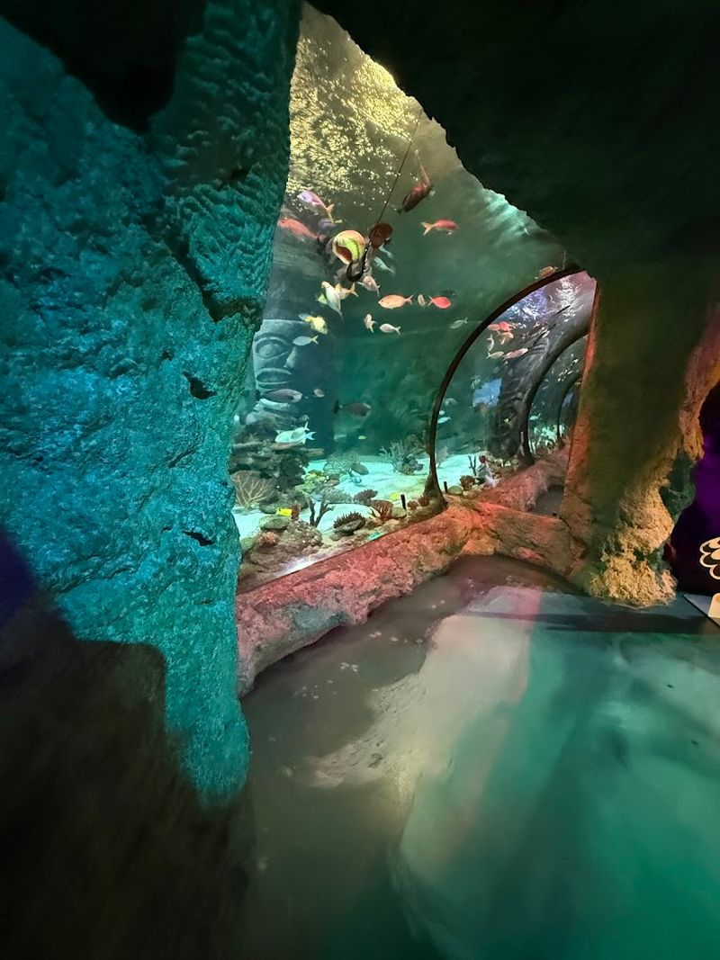 This Florida Aquarium Has A 360-Degree Ocean Tunnel That Feels Like Walking Under The Sea