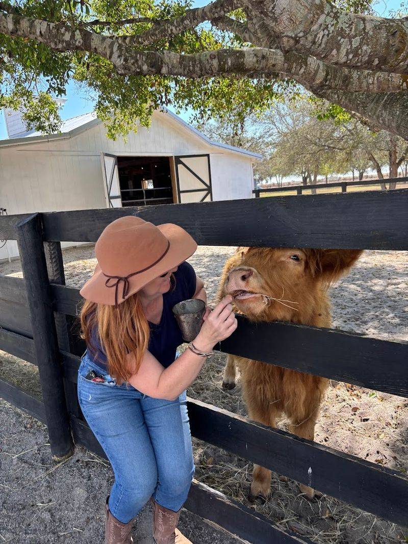 Cuddle Time with Mini Highland Cows