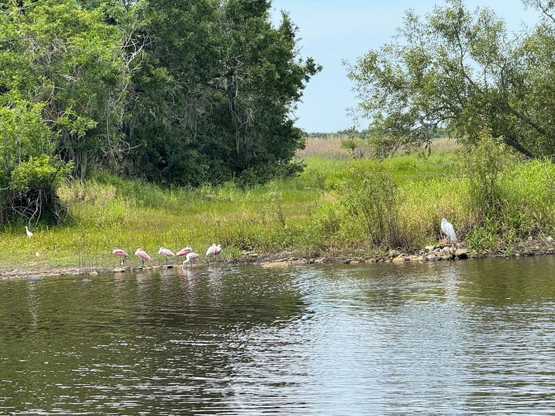 Upper Myakka Lake Birdwatching