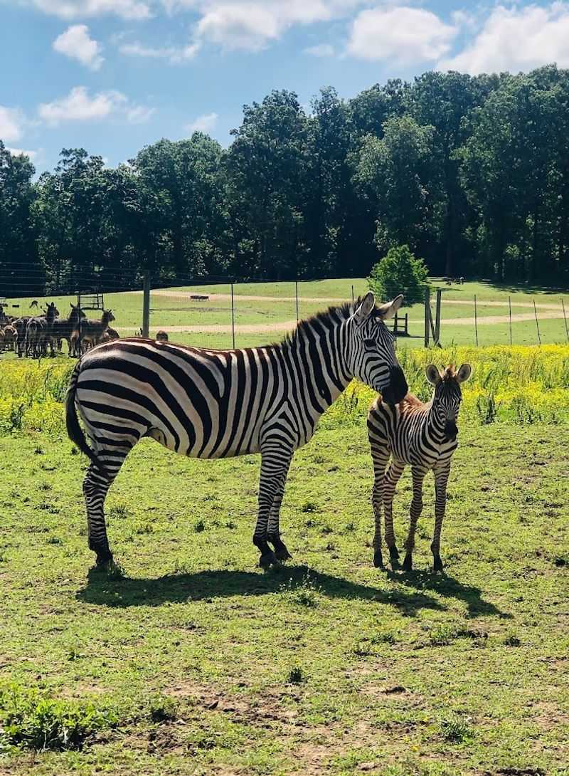 A Hidden Safari Experience in Yuma, Tennessee