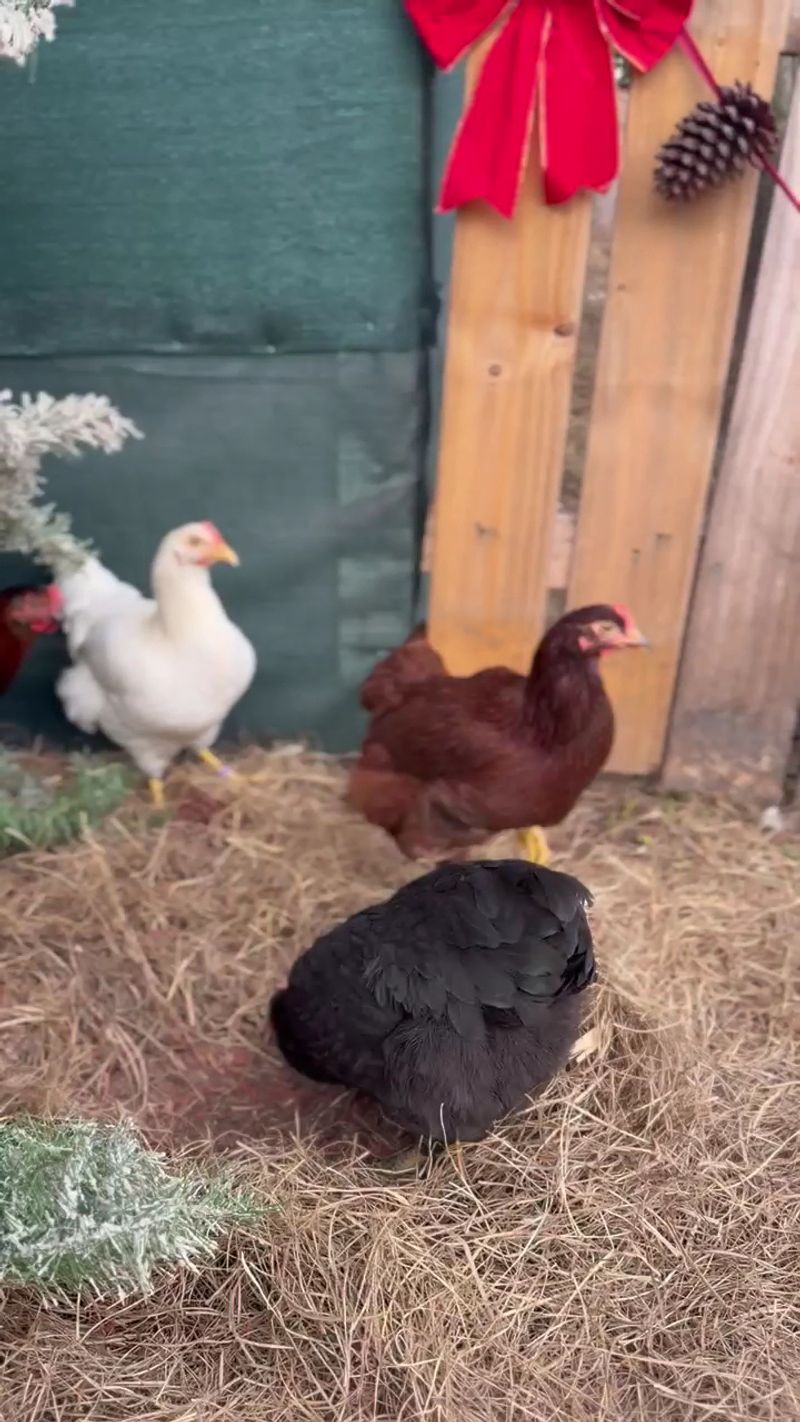 Explore the Chicken Coop and Aviary