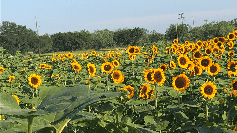 Sweet Berry Farm (Marble Falls)