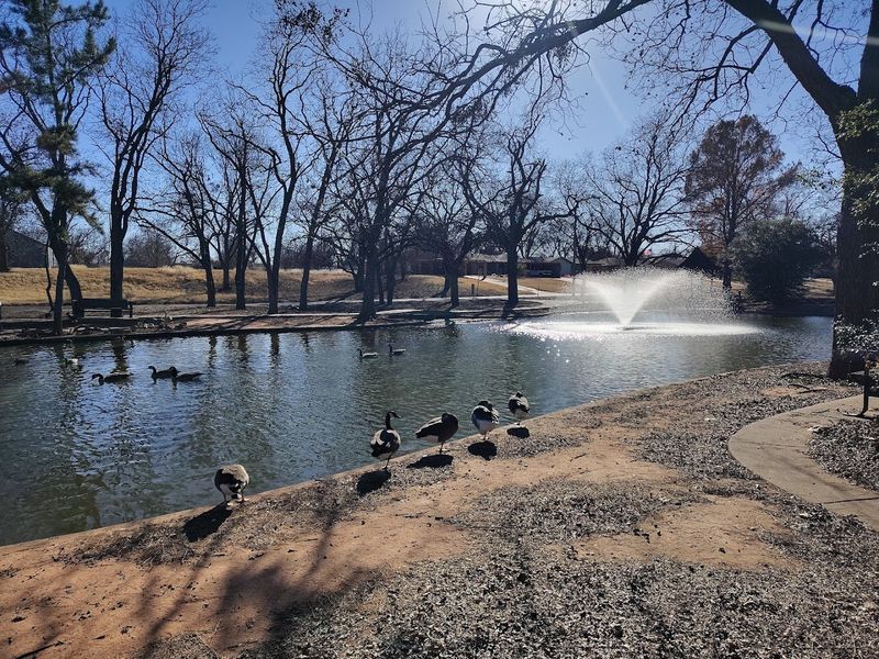 The Duck And Goose Pond