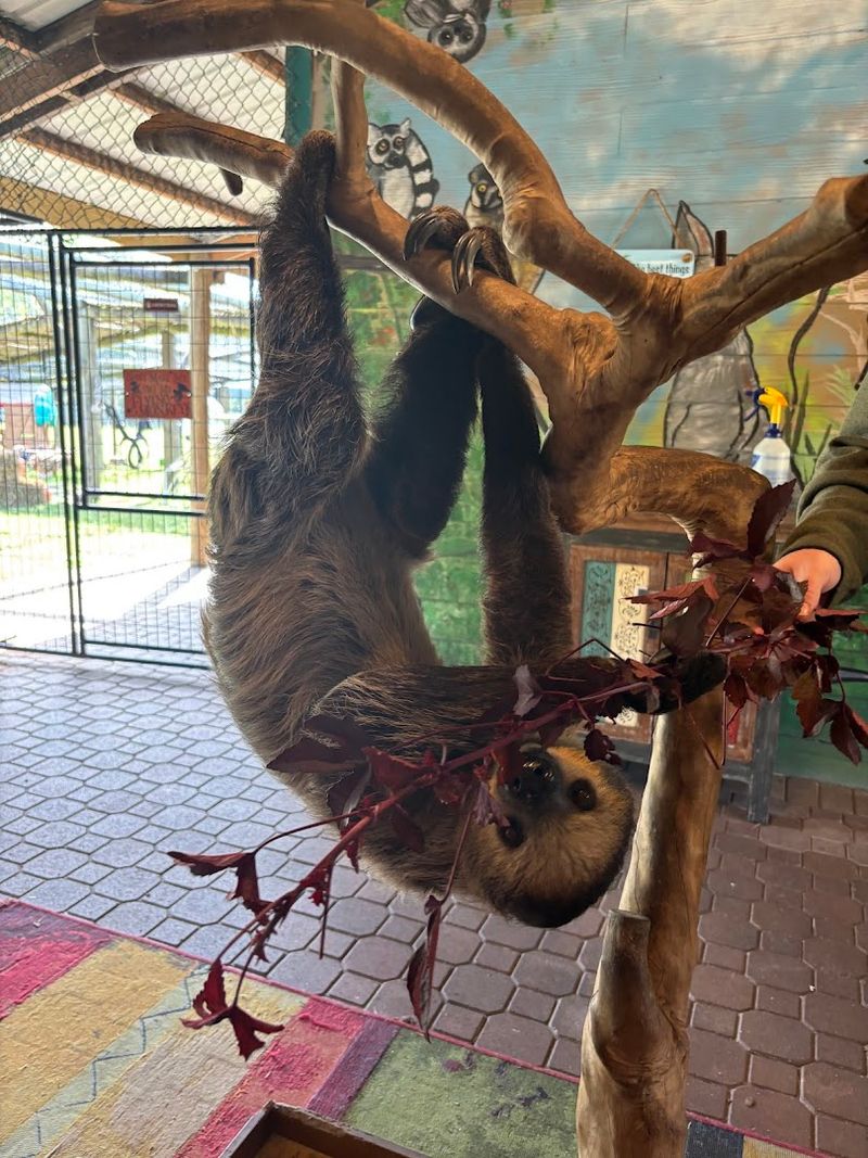 Sloth Encounter: Slow Moments, Big Memories