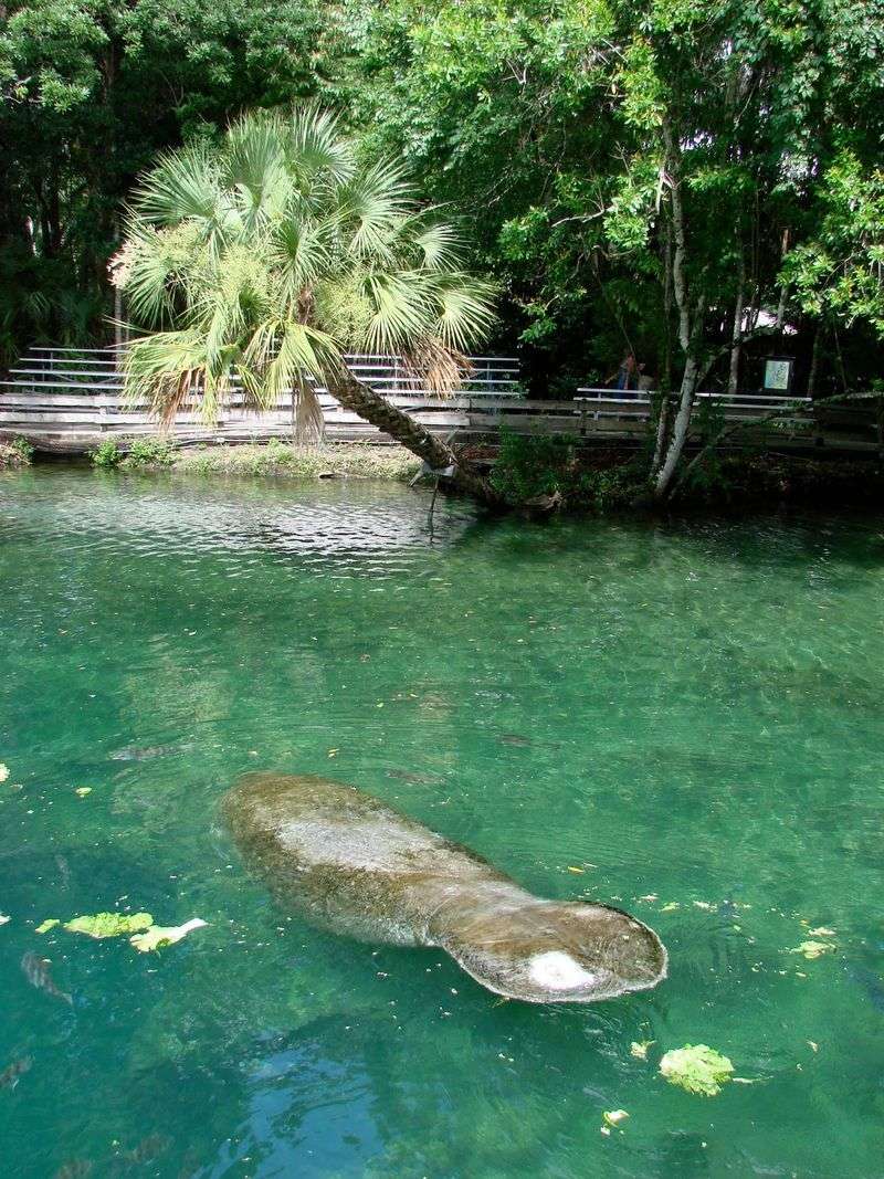Manatees Are Neighbors, Not Tourist Attractions