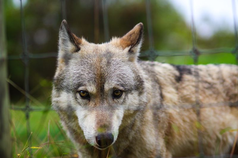 How Close You Get, And How Safety Works