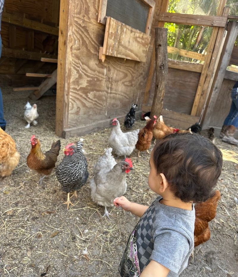 Meet Over 100 Rescued Farm Animals Up Close