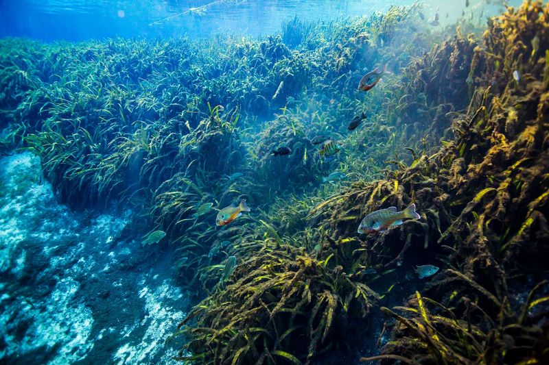 Crystal-Clear Swimming at the Spring Bowl