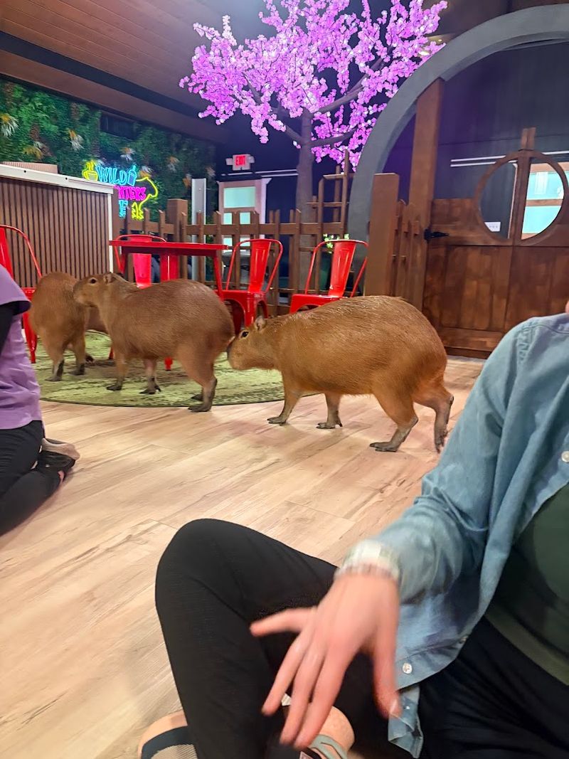 The Armadillo Surprise: An Unexpected Bonus Guest