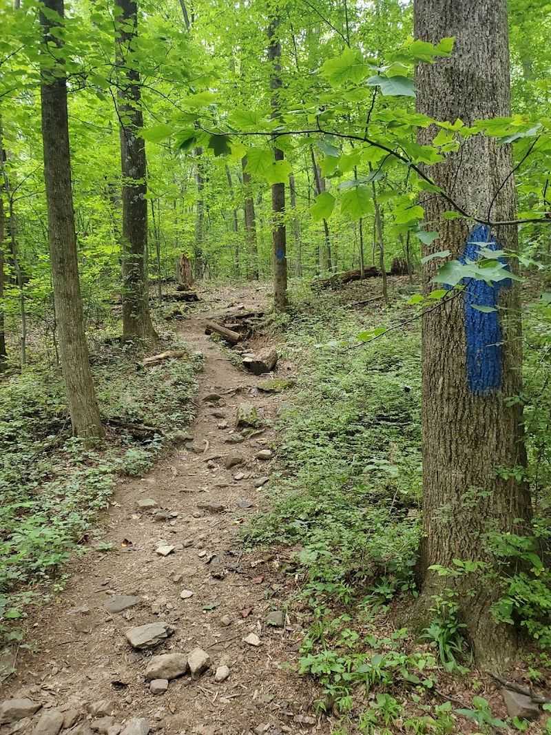 Choosing Your Route: Trail vs Access Road