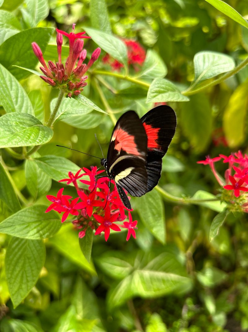Butterfly Gardening and Plant Center