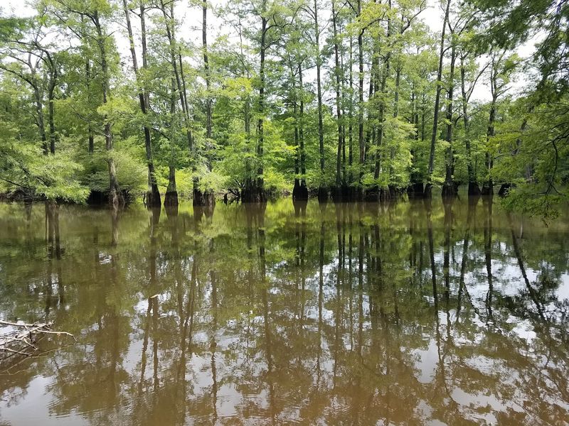Hatchie National Wildlife Refuge