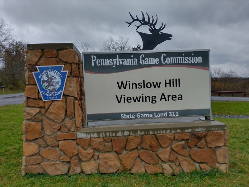 Trace Elk at Dusk in Benezette