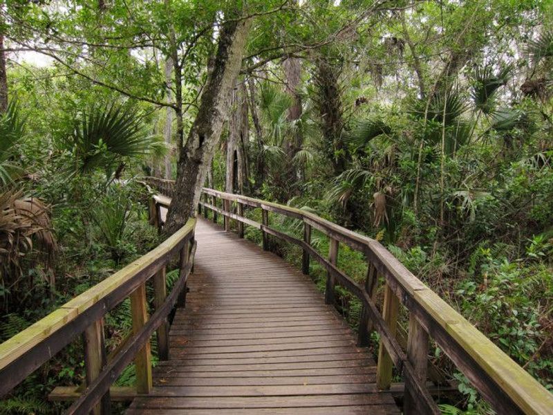 Mangrove Trails That Feel Like Time Travel