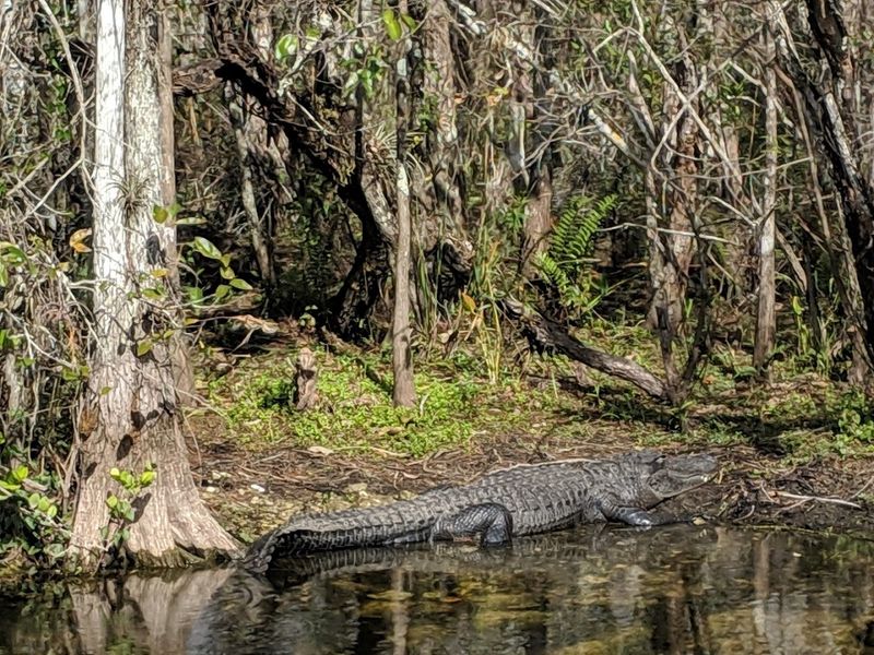 Wildlife Encounters That Spike Your Adrenaline