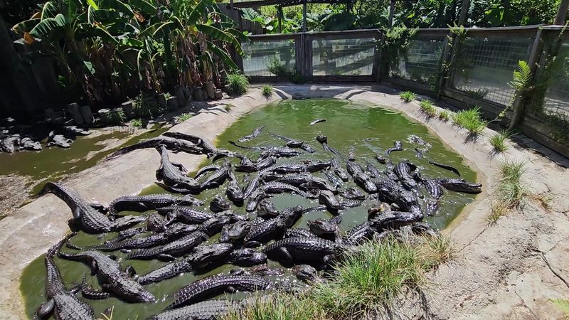 Feeding Time at the Gator Pool