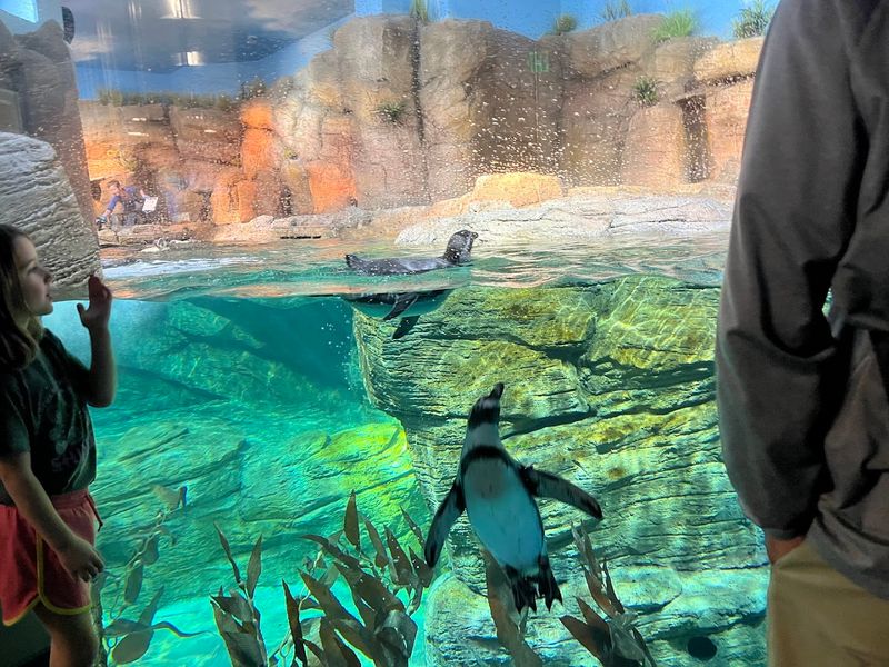 Penguin Viewing Area Includes Kid-Sized Crawl Space for Eye-Level Encounters