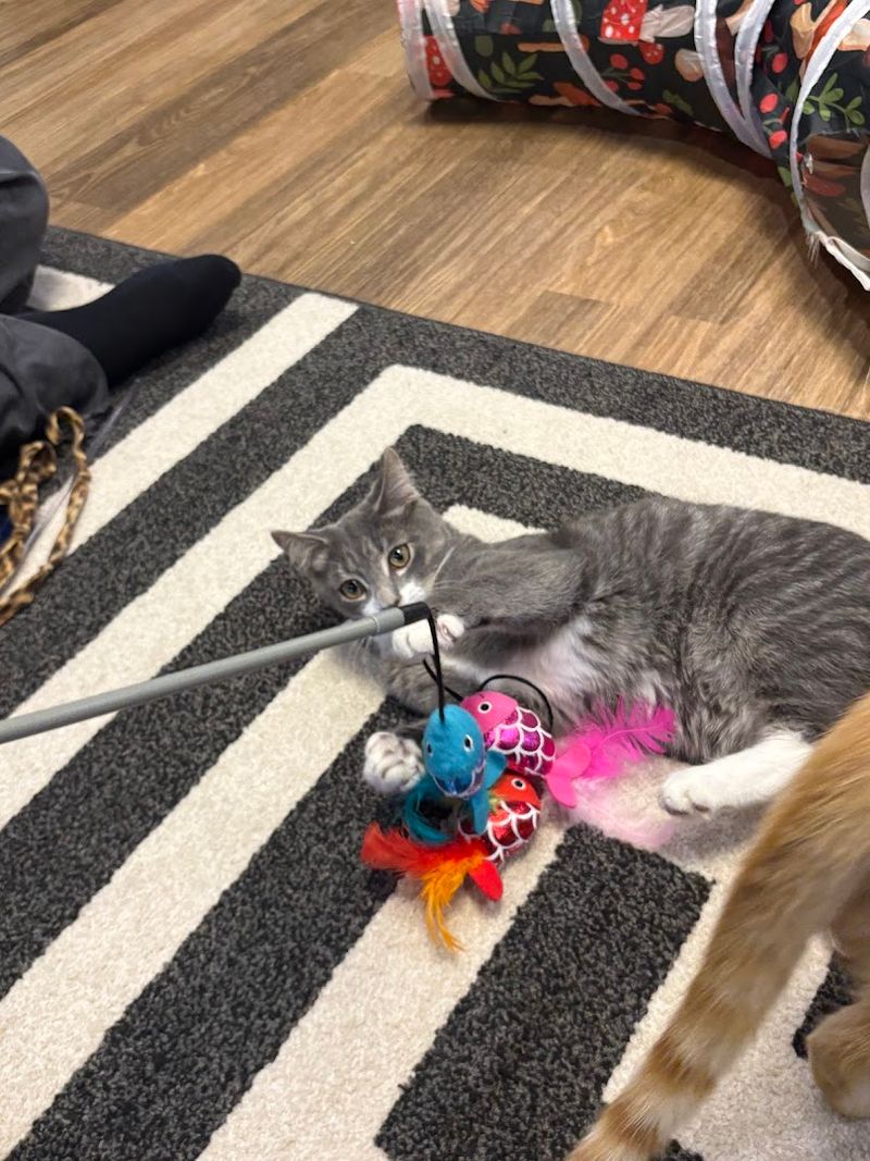 For Animal Lovers In Tennessee, This Murfreesboro Stop Is Worth Adding To The List