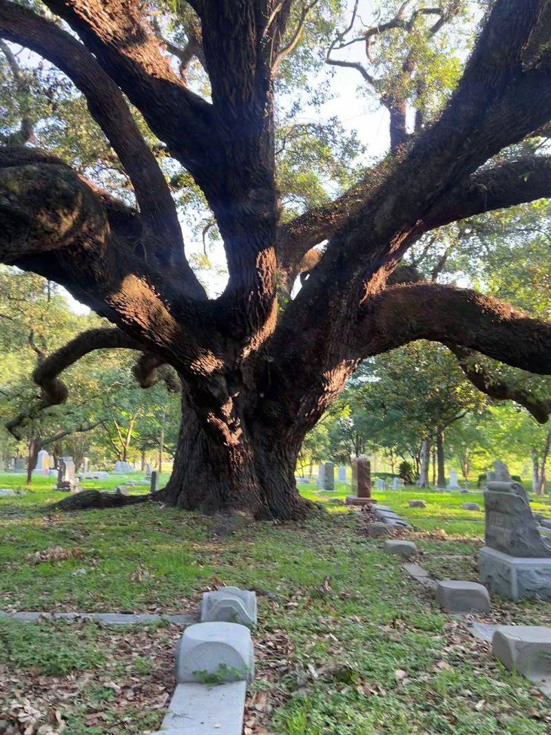 Magnificent Century Trees and Landscaping