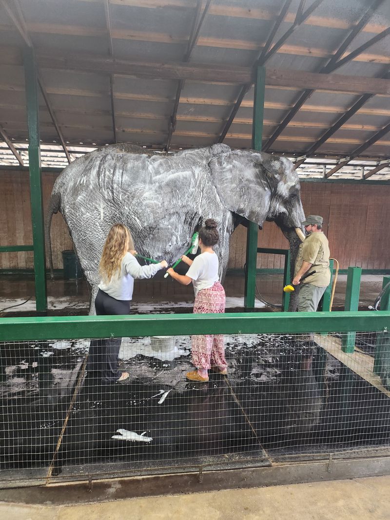 Elephant Spa Bath Session