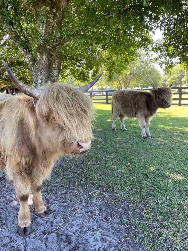 Eastside Acres Ranch (Port St. Lucie)
